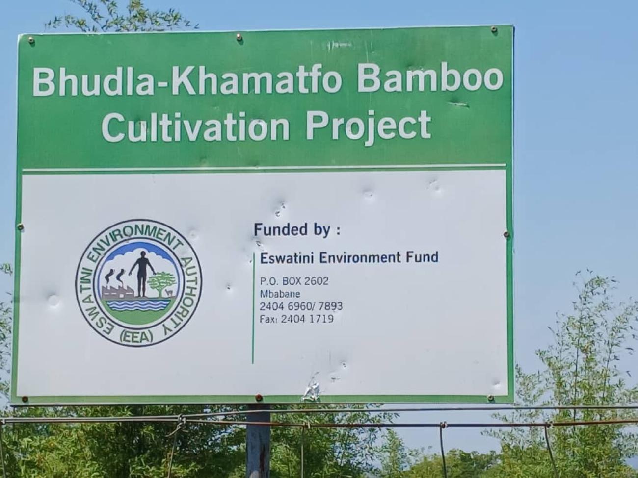 Bamboo